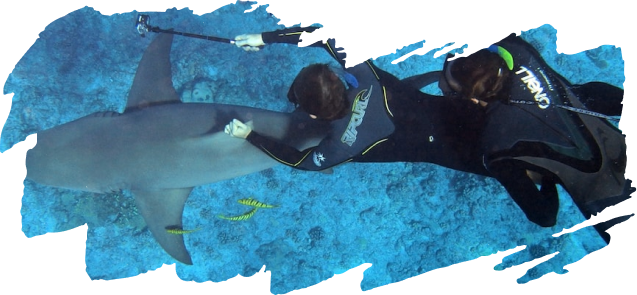 Shark diving